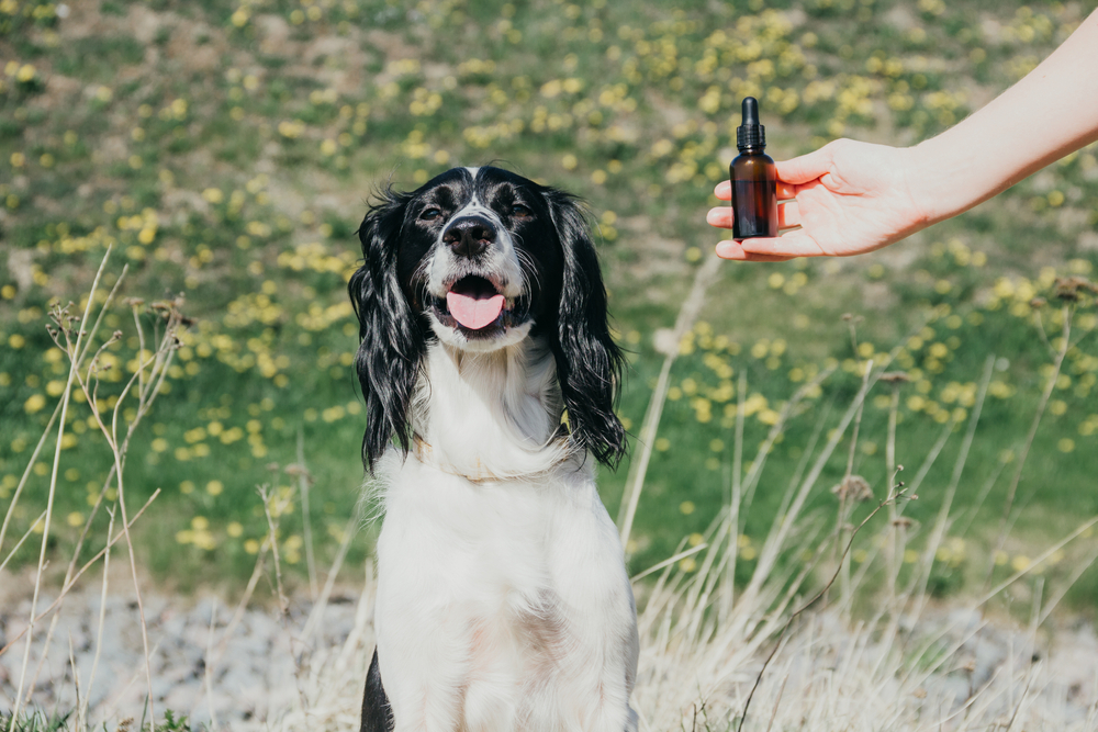 Jak oleje dla psa wpływają na zdrowie Twojego pupila? 8