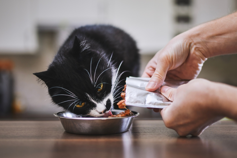 Dlaczego mokra karma dla kota jest dobra dla jego zdrowia? 1